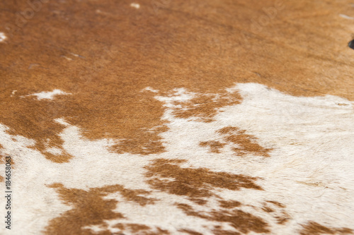 Tableau sur toile Abstract background of closeup cow skin texture