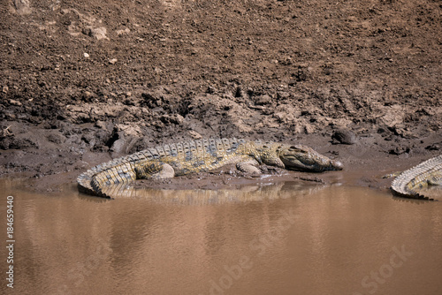 Crocodiles in the Masai River