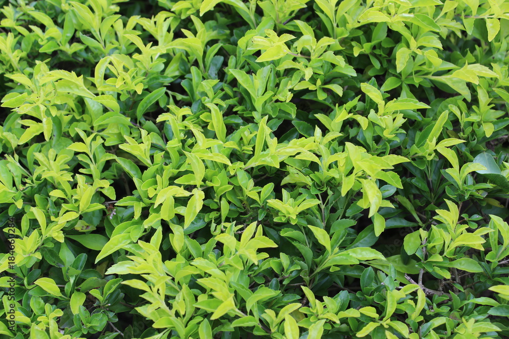 nature background nature background