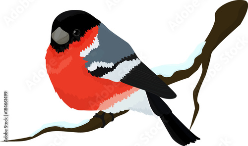 Bullfinch bird winter illustration