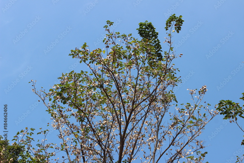 a tree on sky background a tree on sky background