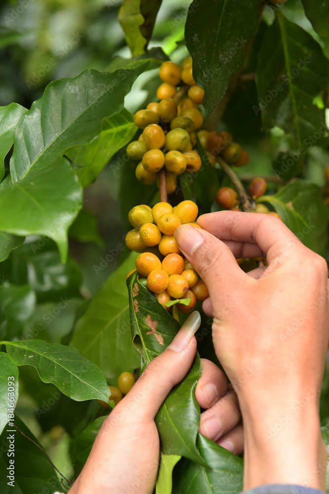 Coffee beans ripening on a tree.