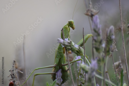 mantis is sitting on lavender
