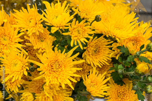 Yellow daisies closeup