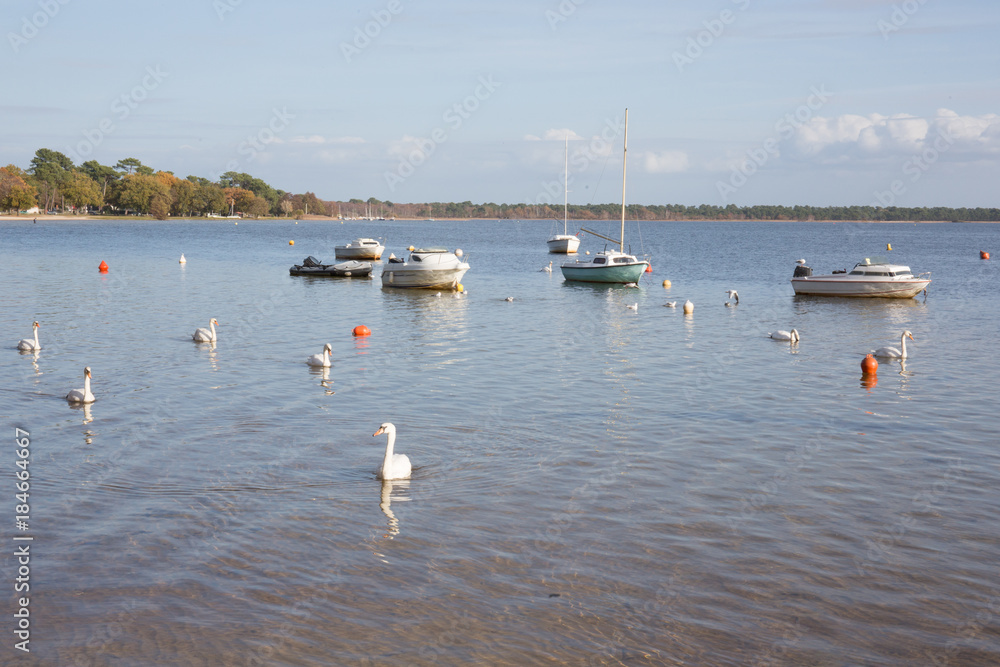 view of the lake with white swans floating between boats