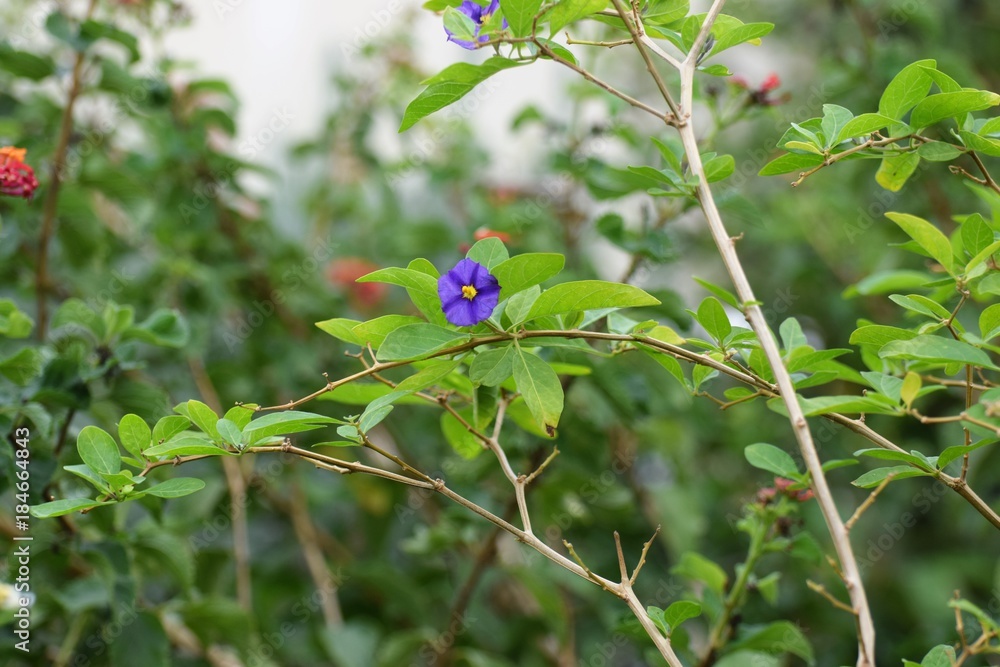 Obraz premium blooming blue bush