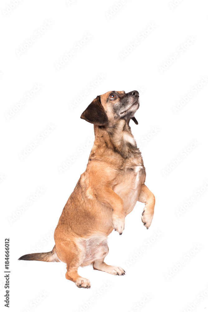 Portrait photo of an adorable mongrel dog isolated on white Portrait photo of an adorable mongrel dog isolated on white