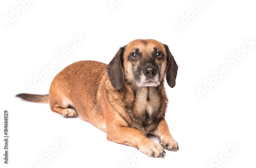 Portrait photo of an adorable mongrel dog isolated on white