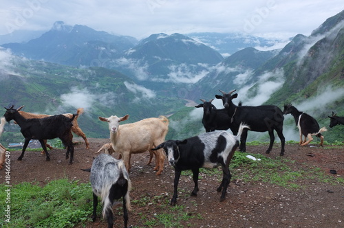 Mountain goats - china