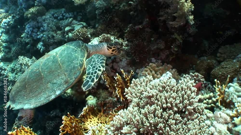 Giant Hawksbill sea turtle Eretmochelys imbricata in pure transparent water. Relax underwater video about marine reptile Cheloniidae. Giant Hawksbill sea turtle Eretmochelys imbricata in pure transparent water. Relax underwater video about marine reptile Cheloniidae.