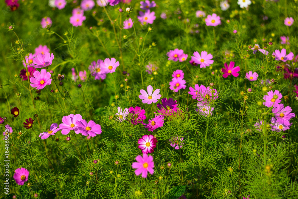 Colorful flowers blossom in the breeze and sunlight in the winter.
Colorful flowers blossom in the breeze and sunlight in the winter.
