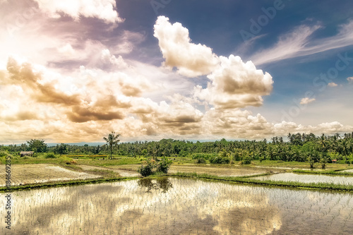 majestic rice field in bali indonesia photo