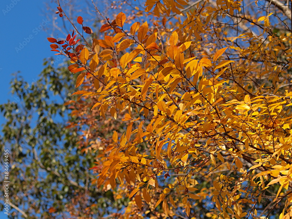 アキニレの黄葉
