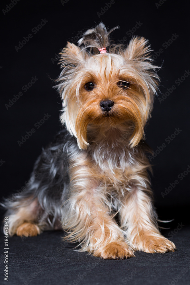Miniature dog breed Yorkshire Terrier with an elastic band on his hair sits, on a black background