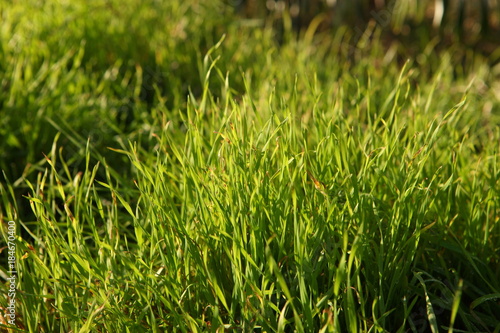 Close up of green grass. Grass background