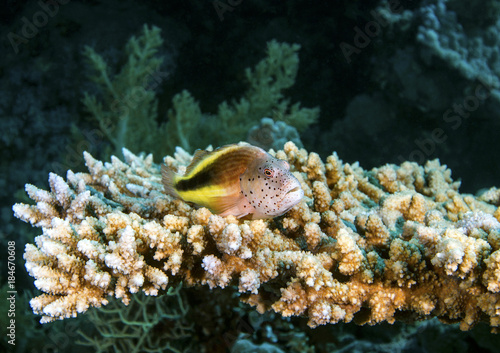 Freckled hawkfish typically squats on a raised observational post of coral