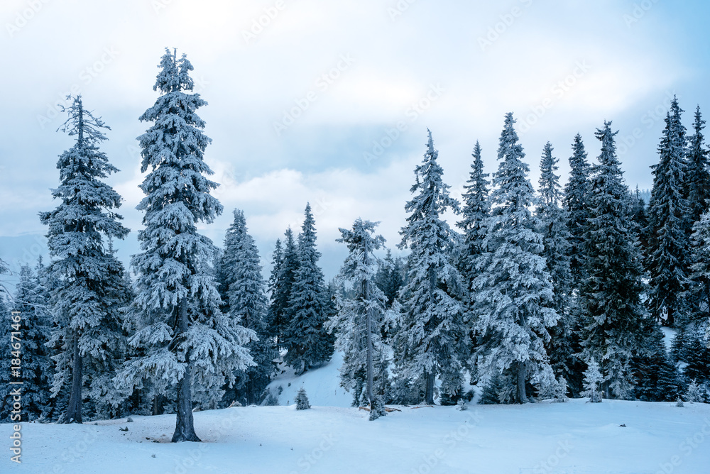 Path through the mountain forest in winter. Mountain and fir trees covered with white snow. Path through the mountain forest in winter. Mountain and fir trees covered with white snow.