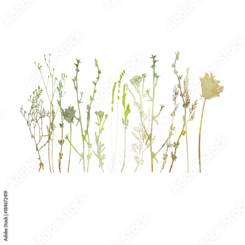Meadow grasses, herbs and flowers outlines in watercolor style.