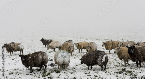 Sheep Winter Snow Storm Noordeloos photo