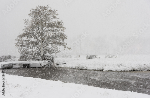 Tree Winter Snow Storm Noordeloos photo