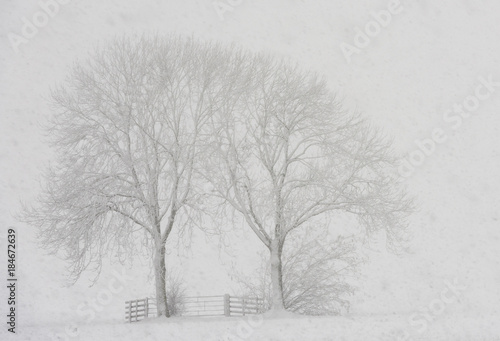 Trees Snow Storm Noordeloos photo