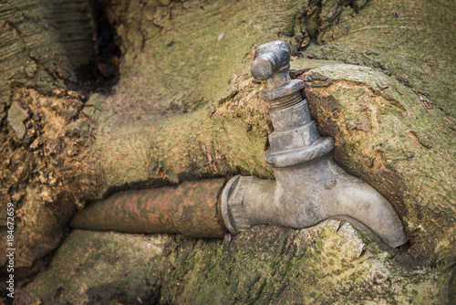 Water Faucet in Tree Roots