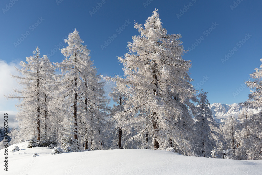 Frozen forest