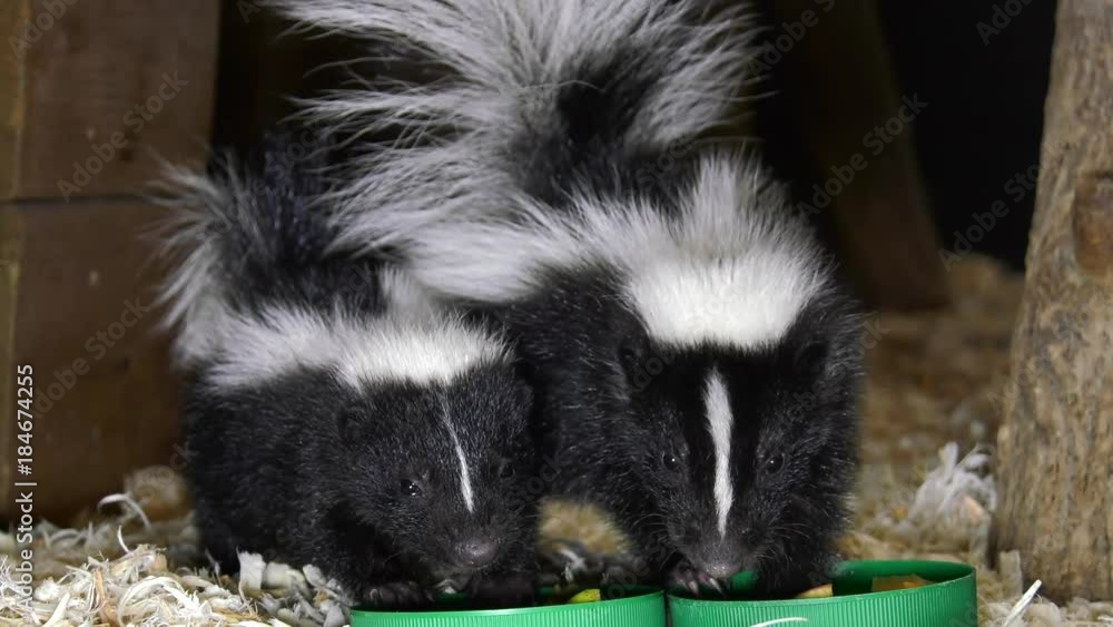 cute baby skunks munching on food front low angle 4k cute baby skunks munching on food front low angle 4k