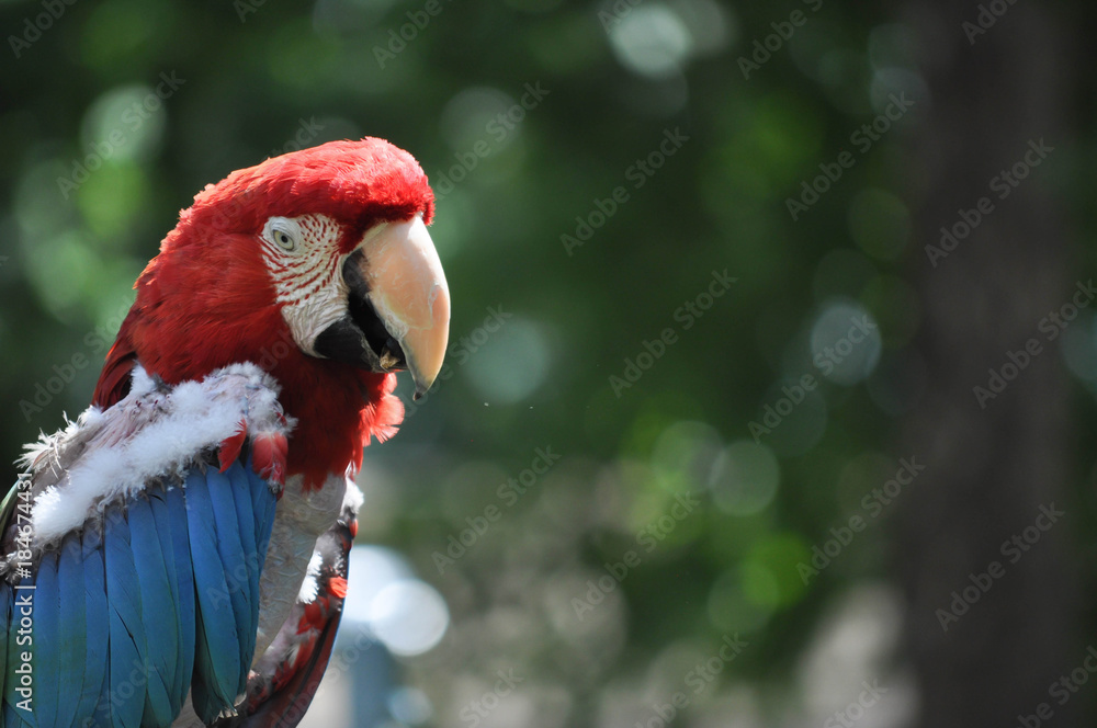 Red & Blue Macaw Parrots