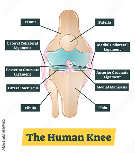 The human knee vector diagram illustration