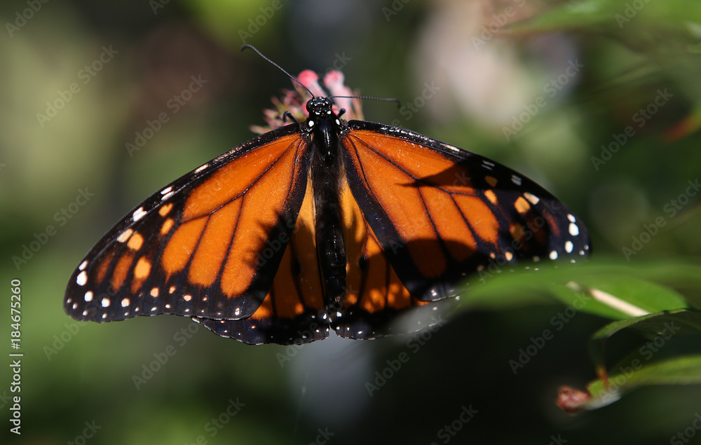 Fototapeta premium Butterfly in a garden, in Naples, Florida