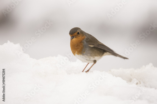 Robin in wintersnow © Gert Hilbink