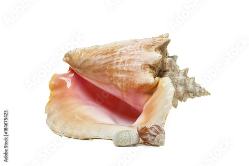 Queen Conch, sea snail and sea urchin