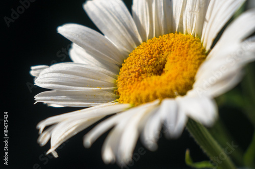 Blooming camomile  selective focus