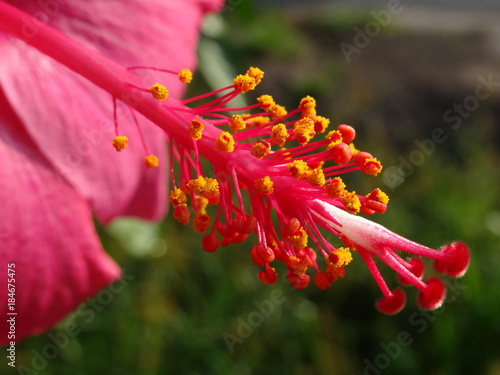 Red Hibiscus spp. flower plants in the mallow family, Malvaceae. photo taken in malaysia
 photo