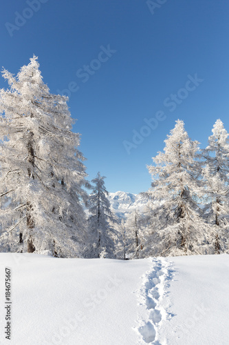 Winter landscape with trails on a fresh snow 