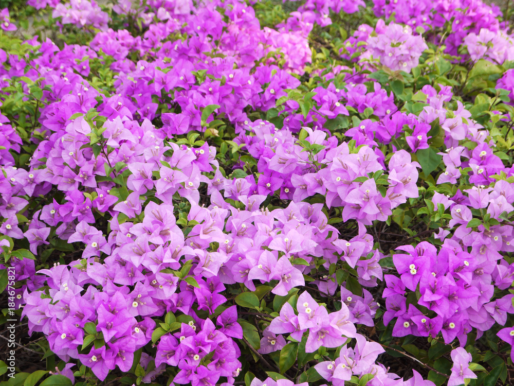 Close up Purple Bougainvillea flower in the garden Close up Purple Bougainvillea flower in the garden