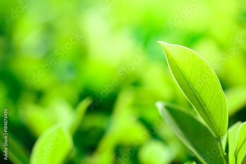 Closeup nature view of green leaf in garden at summer under sunlight. Natural green plants landscape