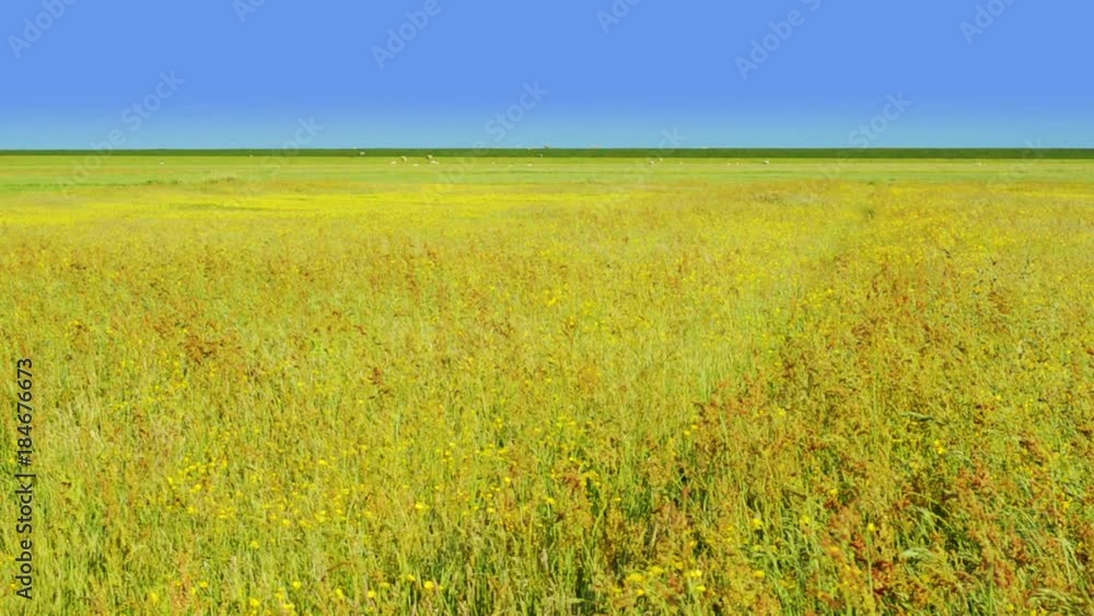 breeding bird protection organic farmland island Dutch sea dike breeding bird protection organic farmland island Dutch sea dike