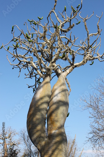 Affenbrotbaum (Baobab) in Madagaskar