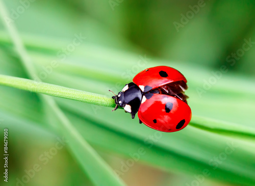 Macro photo of Ladybug in the green grass. Macro bugs and insects world. Nature in spring concept.