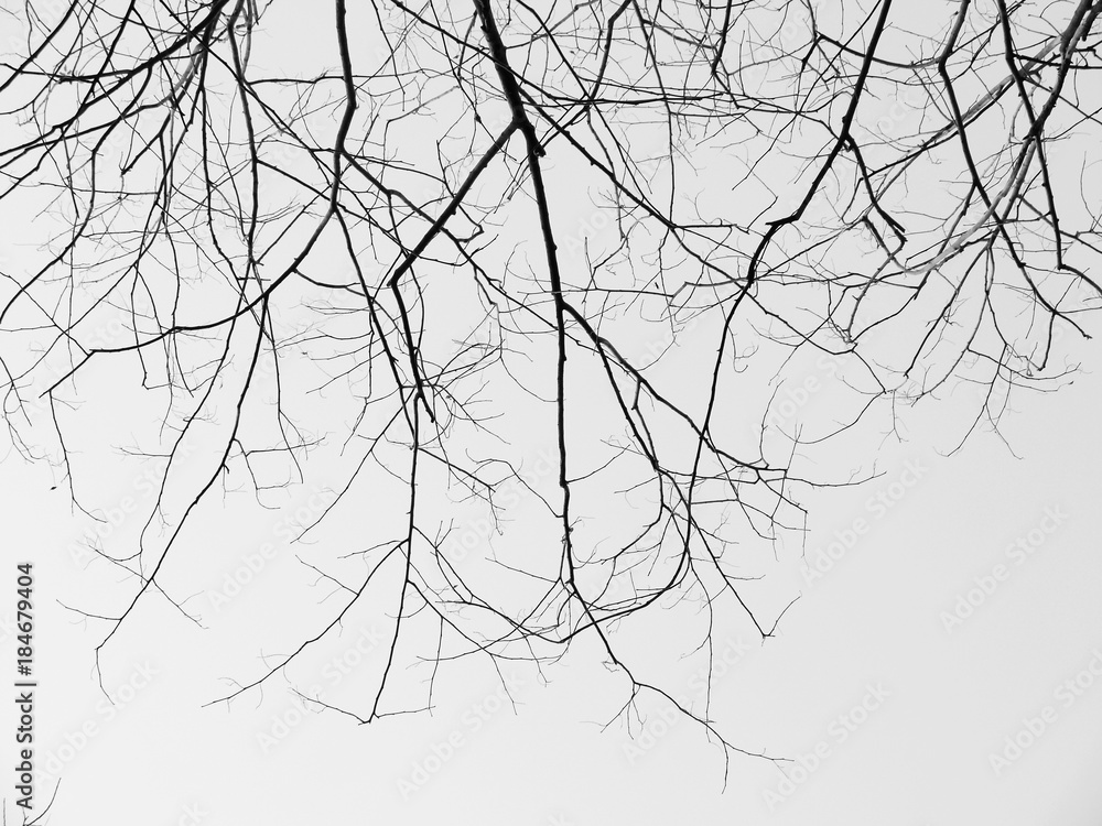 Obraz premium Branch of dead tree