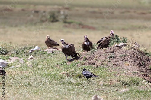 Wallpaper Mural Hooded Vultures (Necrosyrtes monachus) Torontodigital.ca