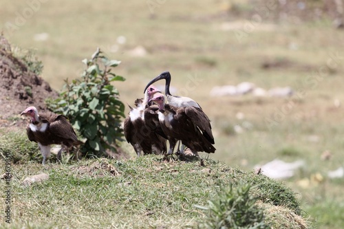 Hooded Vultures (Necrosyrtes monachus) with an African sacred ibis (Threskiornis aethiopicus)