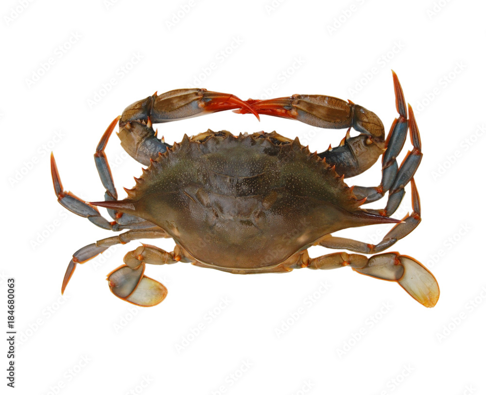 Obraz Blue Crab with white background