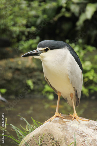 Birds in the wild (3)