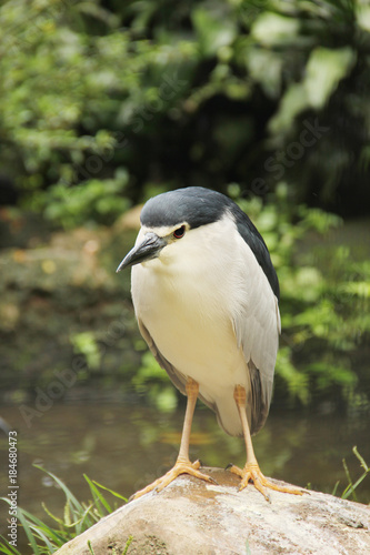 Birds in the wild (2)