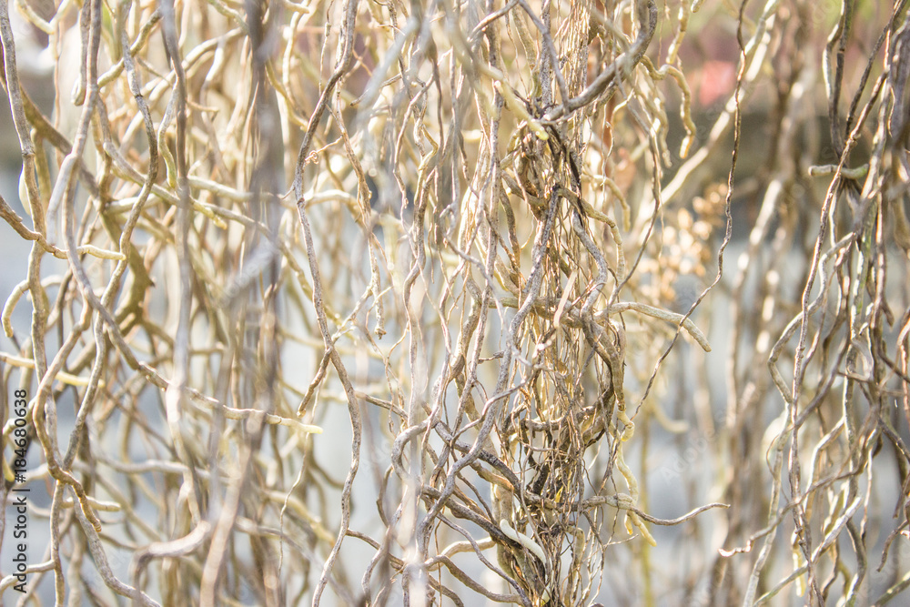 Fototapeta premium Background Orchid Roots