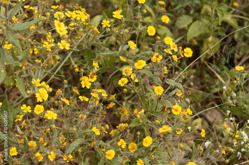 Flowers of Guizotia schimperi photo