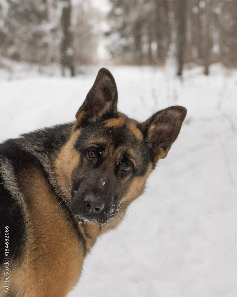 German shepherd dog on the snow in winter day